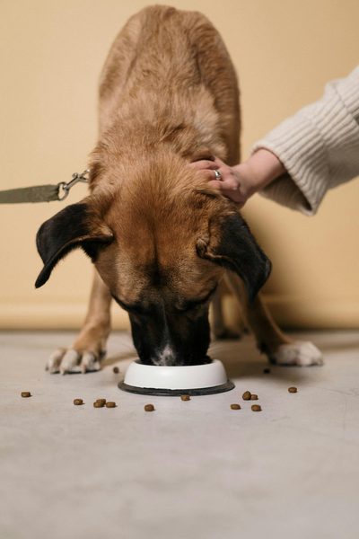 Choisir croquettes chien : votre guide vers la meilleure nutrition
